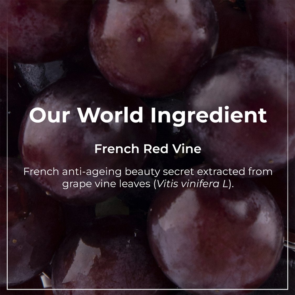 PILGRIM Red Vine Face Wash - (100 ml)
